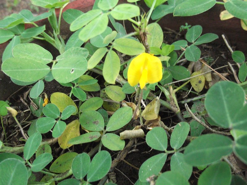 Arachis villosa