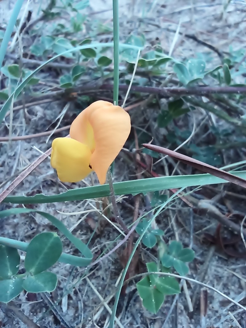 Arachis villosa