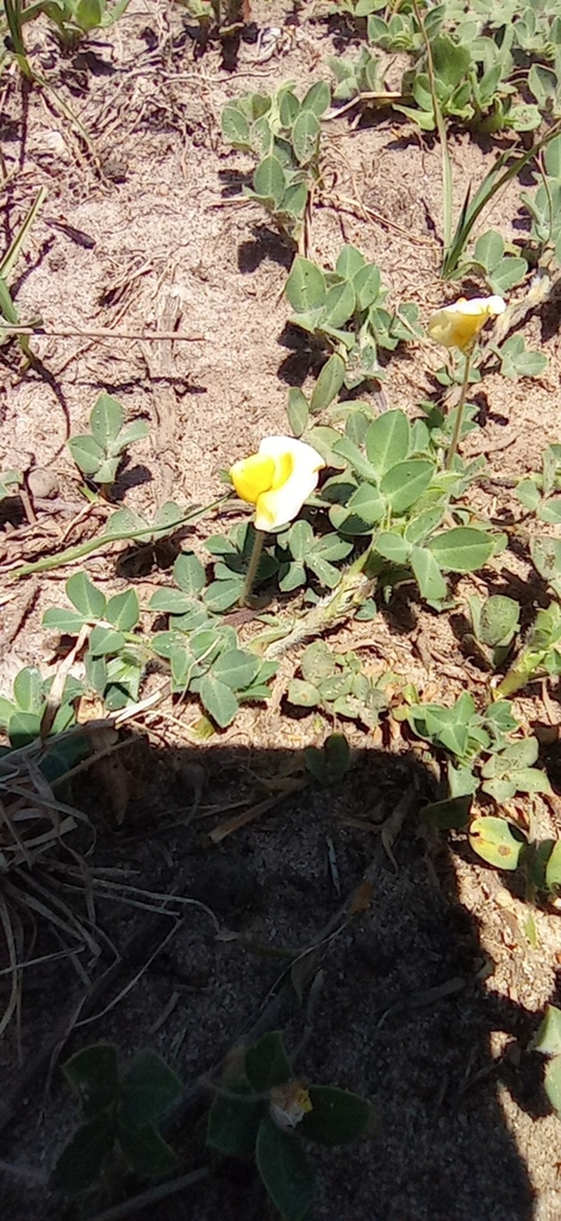 Arachis villosa photo 2