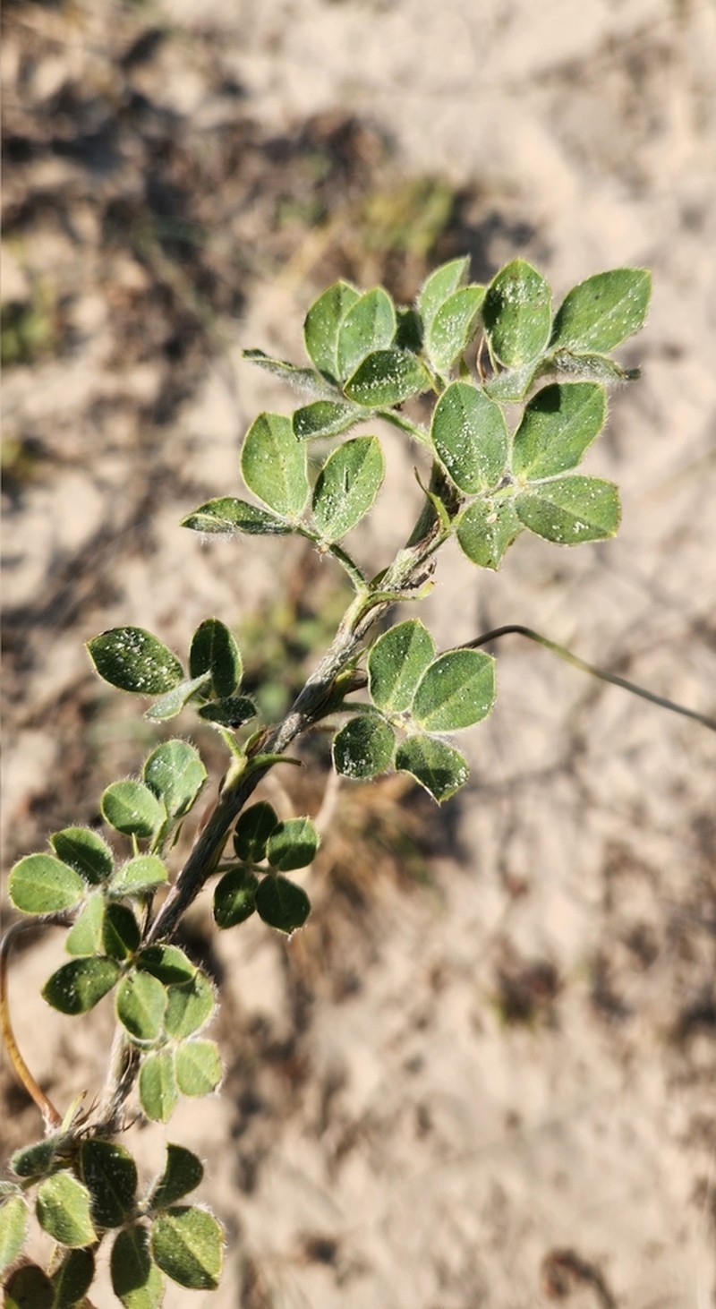 Arachis villosa photo 3