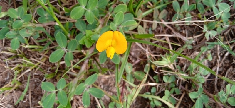 Arachis villosa photo 4