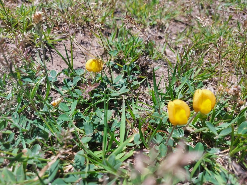 Arachis villosa photo 5