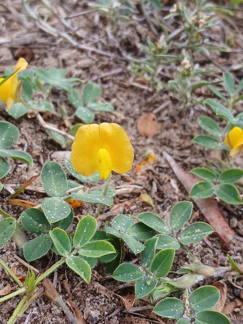 Arachis villosa photo 6