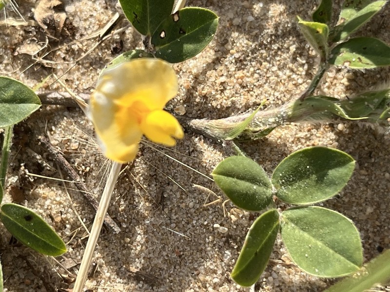 Arachis villosa photo 8