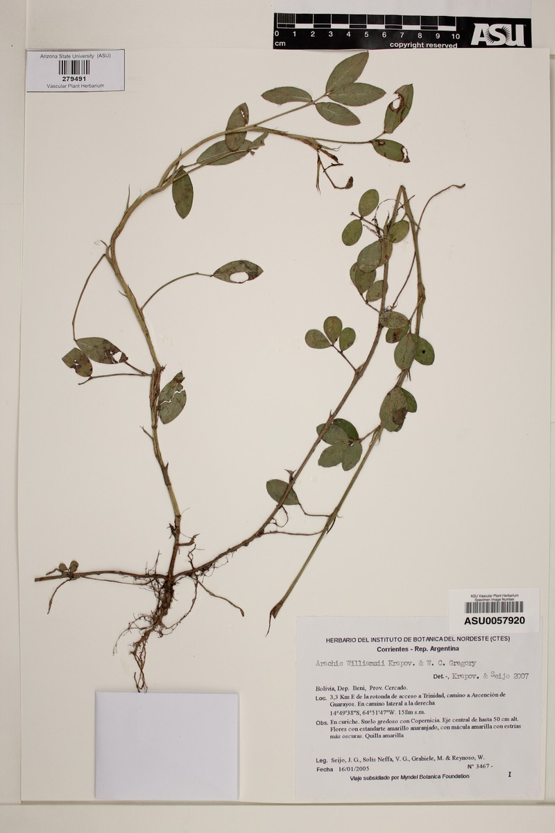 Arachis williamsii