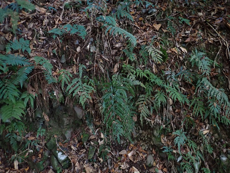 Arachniodes amabilis var. amabilis