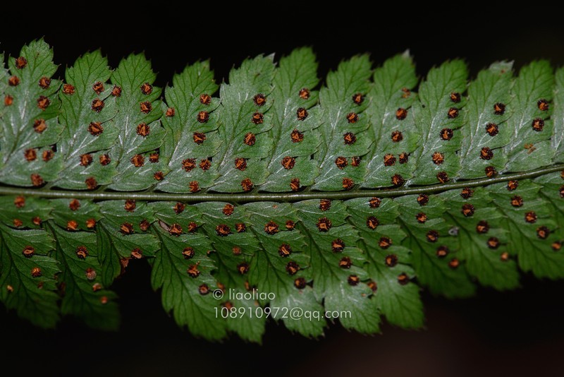 Arachniodes amoena photo 2