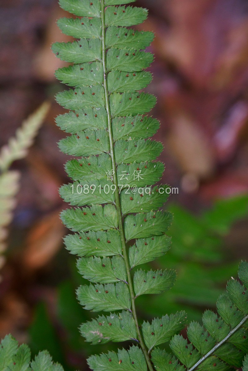 Arachniodes amoena photo 5