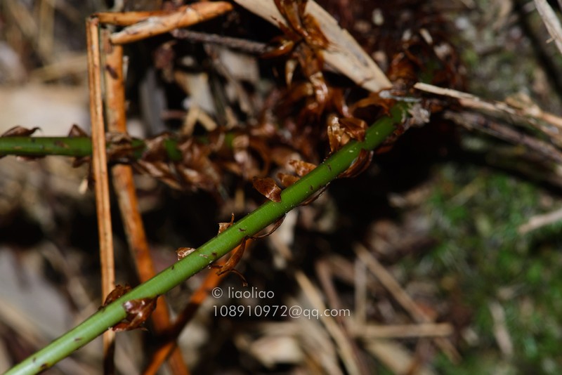 Arachniodes amoena photo 7