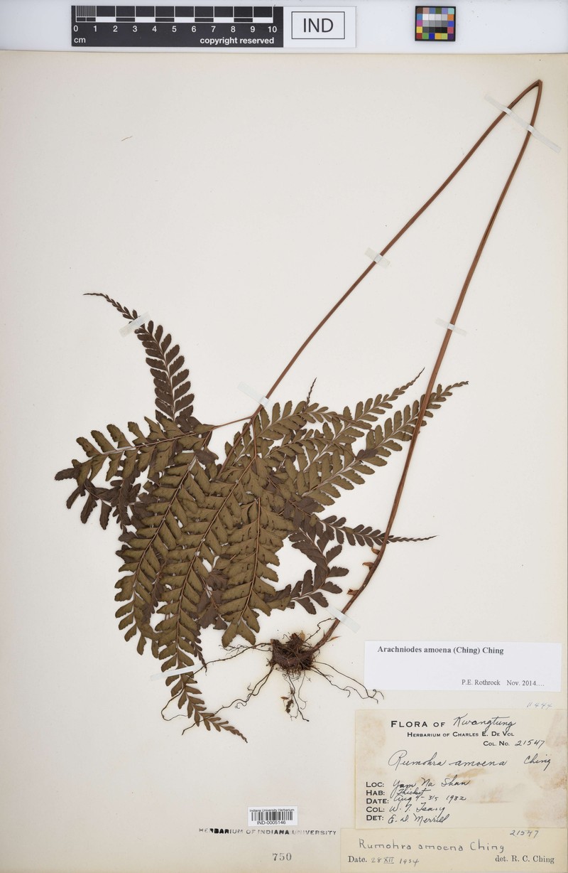 Arachniodes amoena photo 2