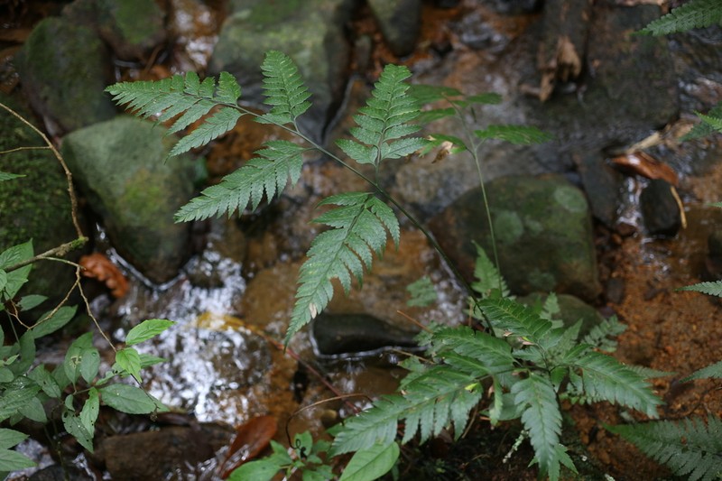 Arachniodes assamica