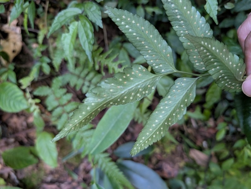 Arachniodes blinii