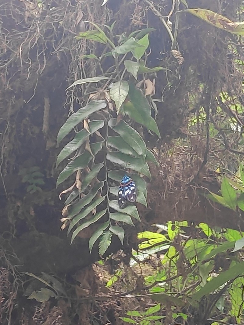 Arachniodes blinii photo 2