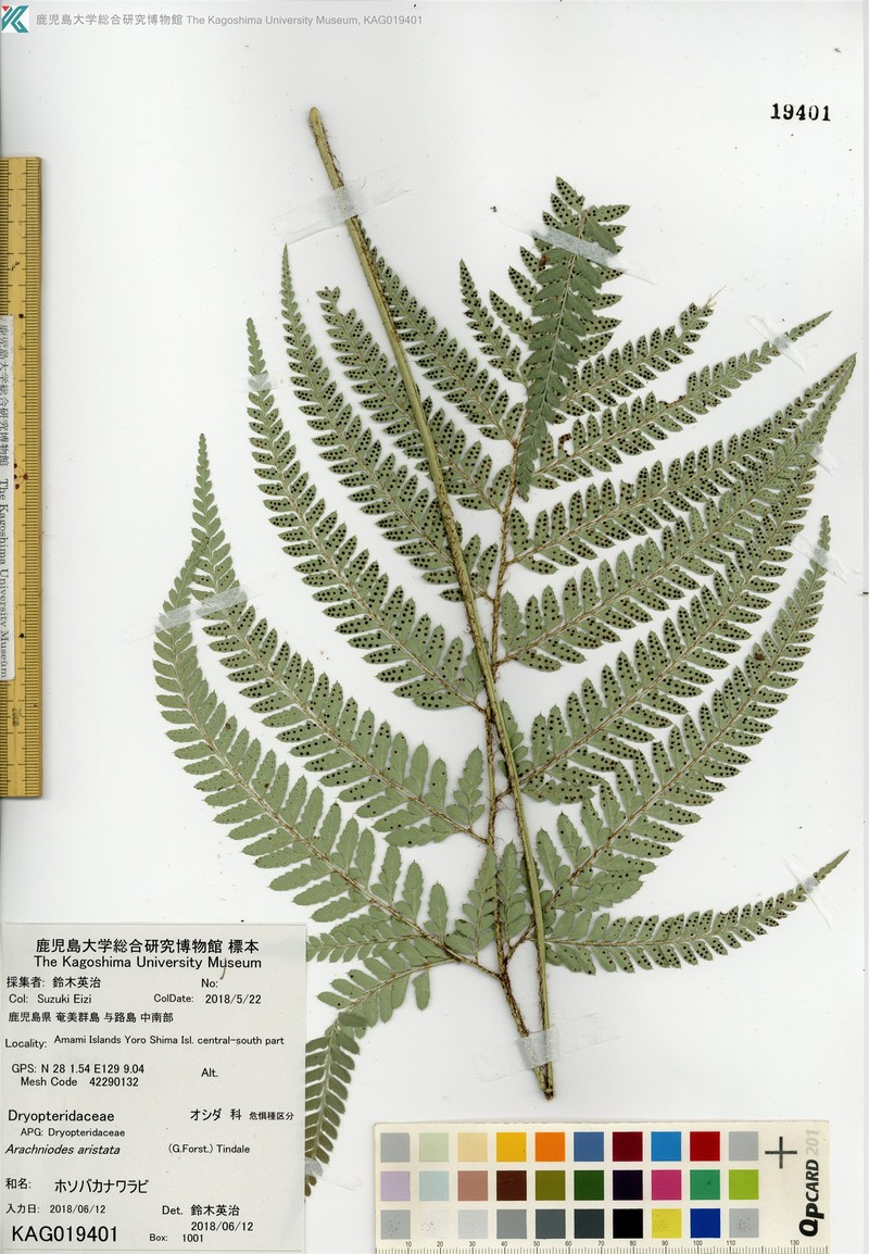 Arachniodes carvifolia photo 2