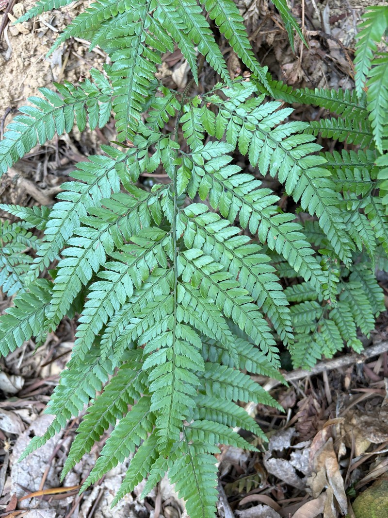 Arachniodes carvifolia photo 4