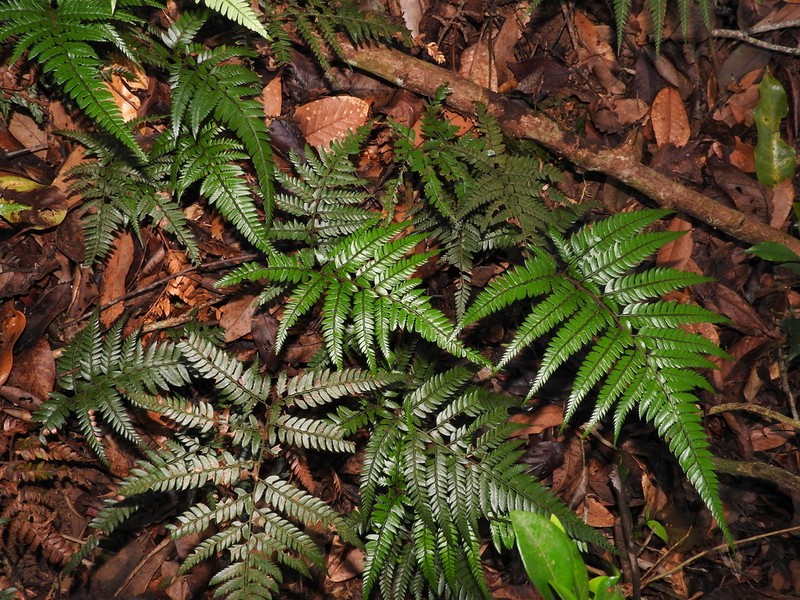 Arachniodes chinensis