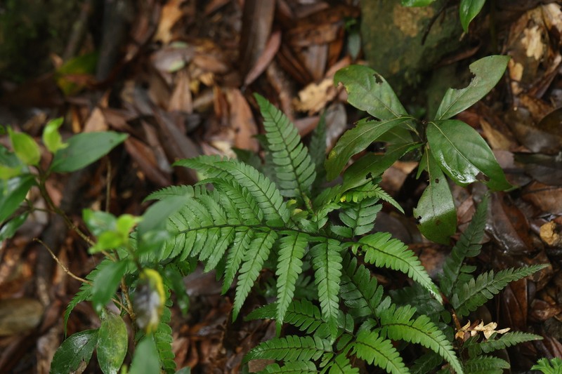 Arachniodes chinensis photo 3
