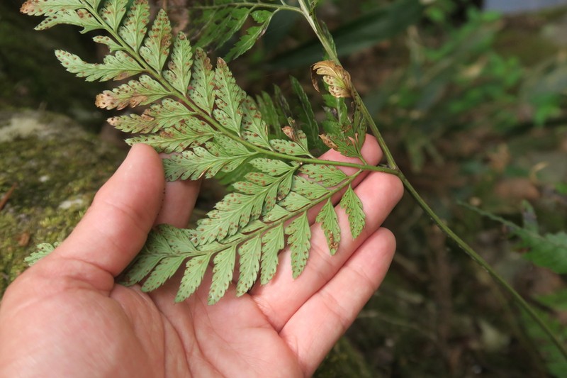 Arachniodes coniifolia