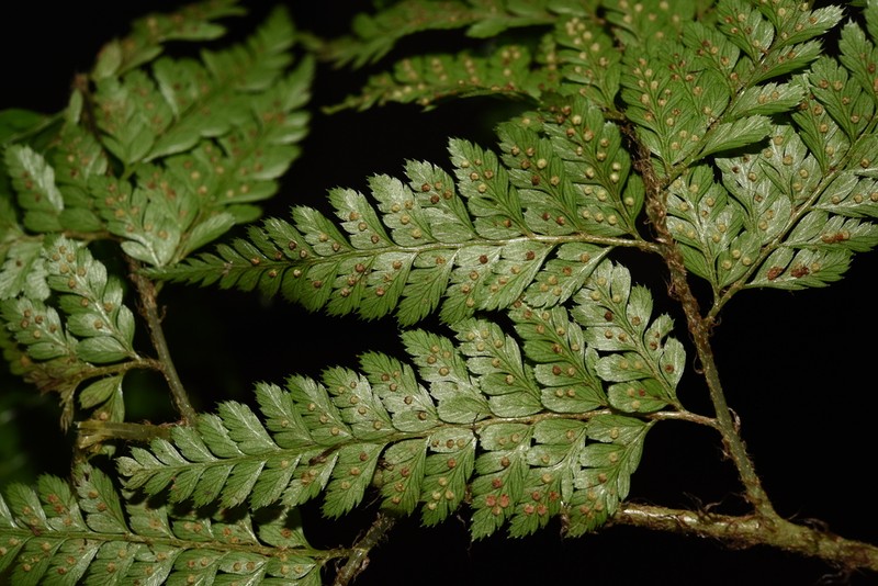 Arachniodes coniifolia photo 2