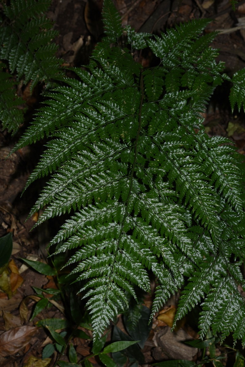 Arachniodes coniifolia photo 3