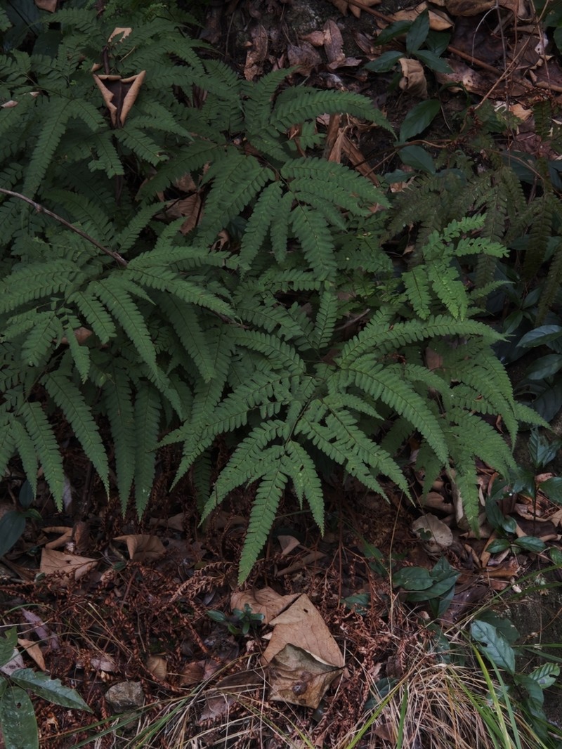 Arachniodes coniifolia photo 4