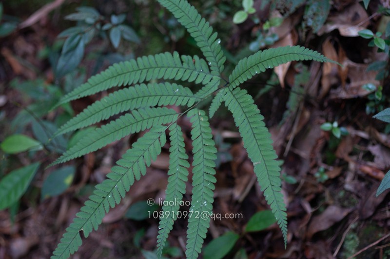 Arachniodes coniifolia photo 5