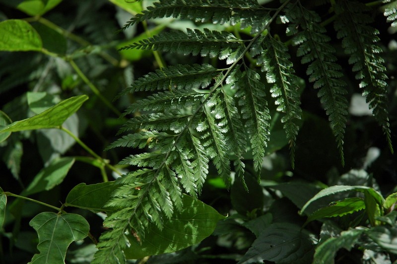 Arachniodes coniifolia photo 6
