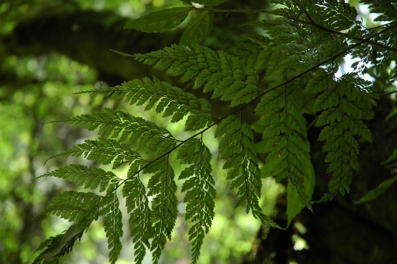 Arachniodes coniifolia photo 7