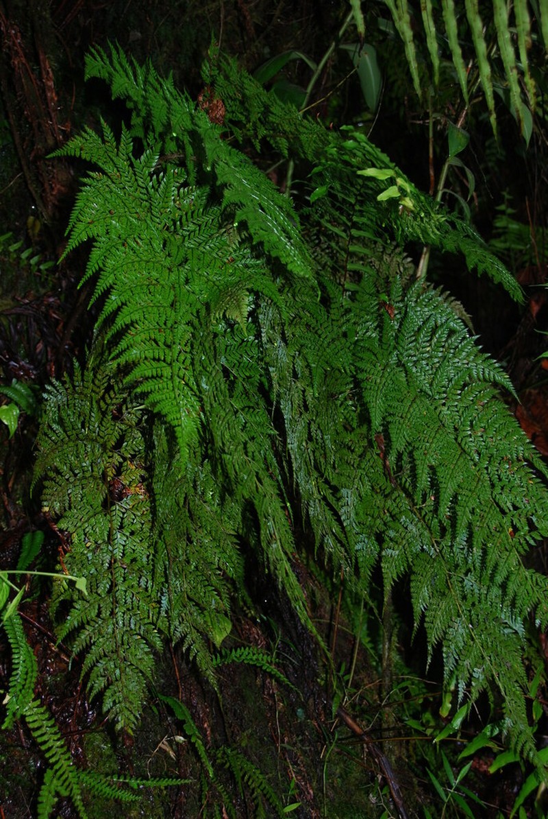 Arachniodes coniifolia photo 8