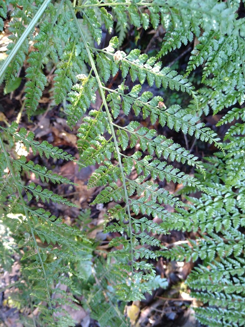 Arachniodes festina photo 5