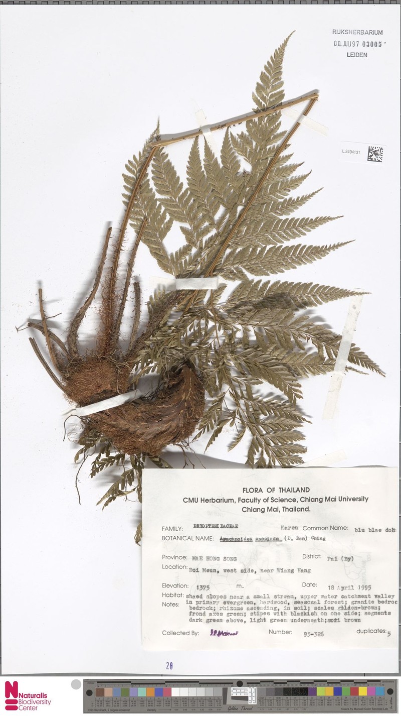 Arachniodes foeniculacea