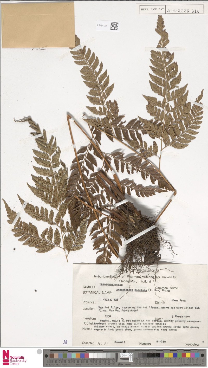Arachniodes foeniculacea photo 2