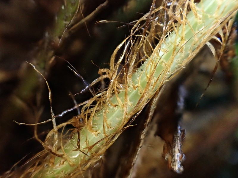 Arachniodes globisora