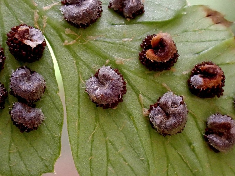 Arachniodes globisora photo 2