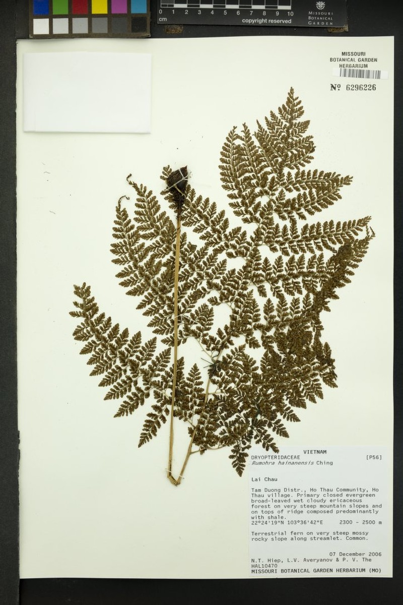 Arachniodes hainanensis