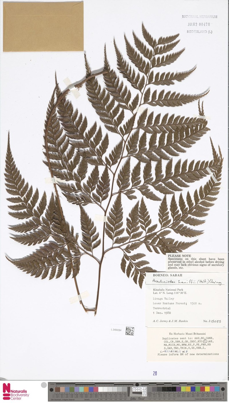 Arachniodes haniffii