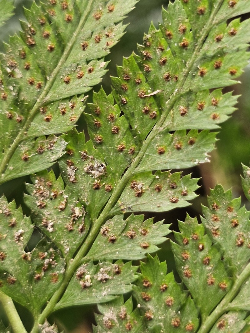 Arachniodes henryi photo 3