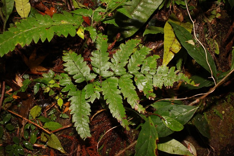Arachniodes hiugana