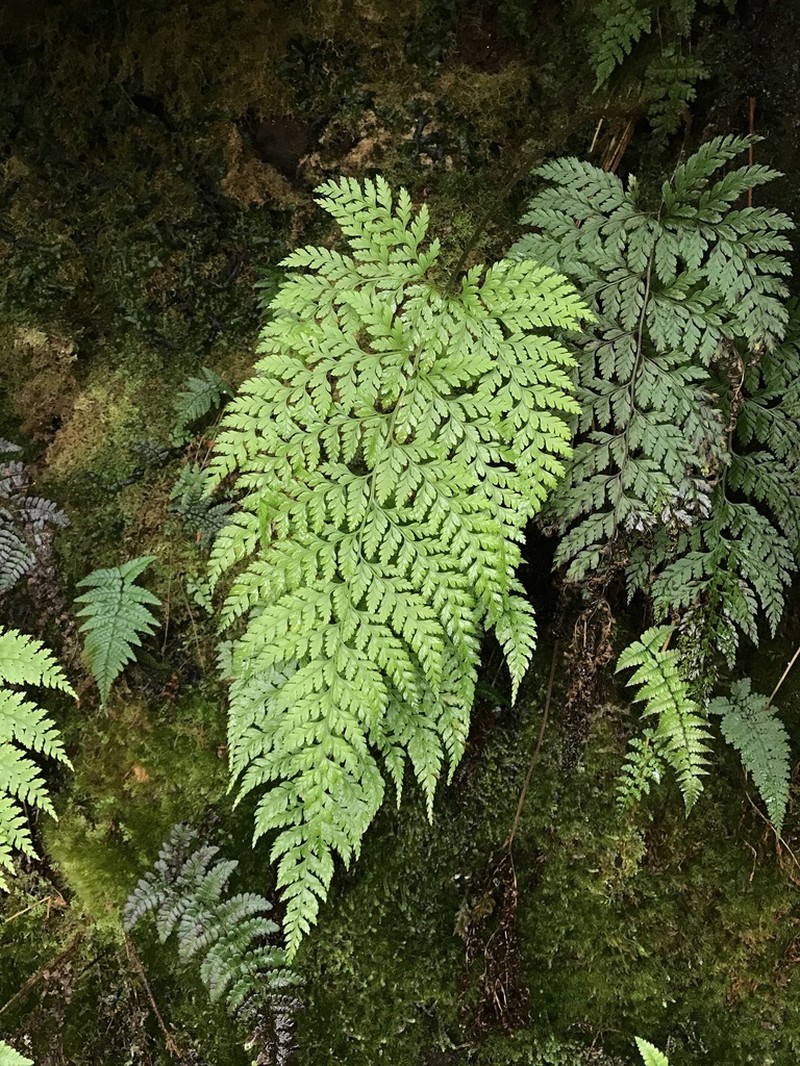 Santa Cruz Island Hollyfern