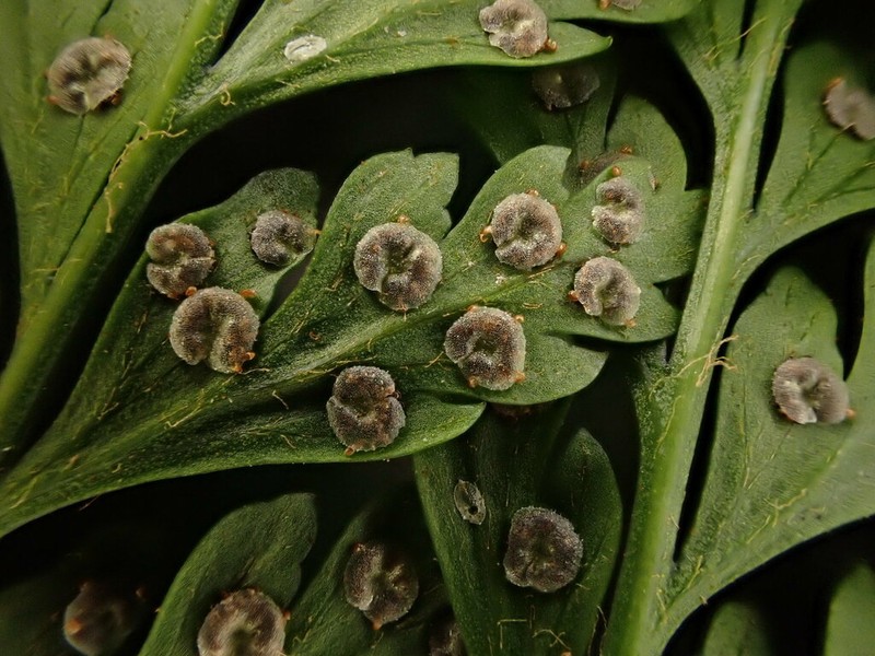 Santa Cruz Island Hollyfern photo 2