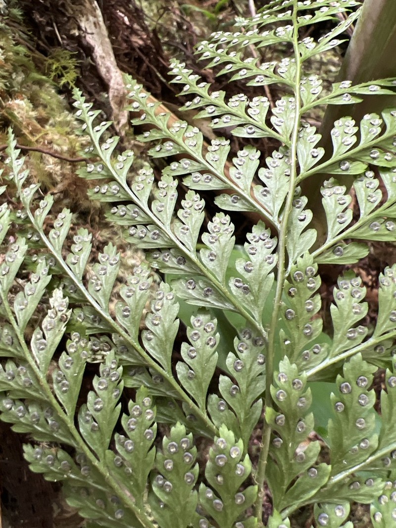 Santa Cruz Island Hollyfern photo 3
