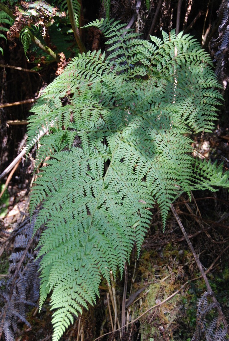 Santa Cruz Island Hollyfern photo 4