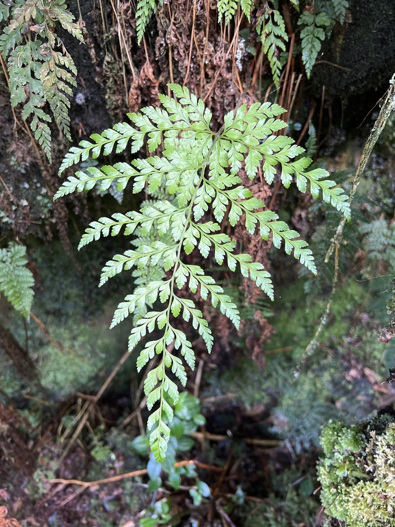 Santa Cruz Island Hollyfern photo 5