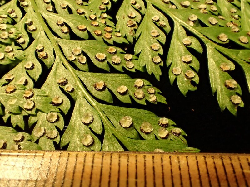 Santa Cruz Island Hollyfern photo 6