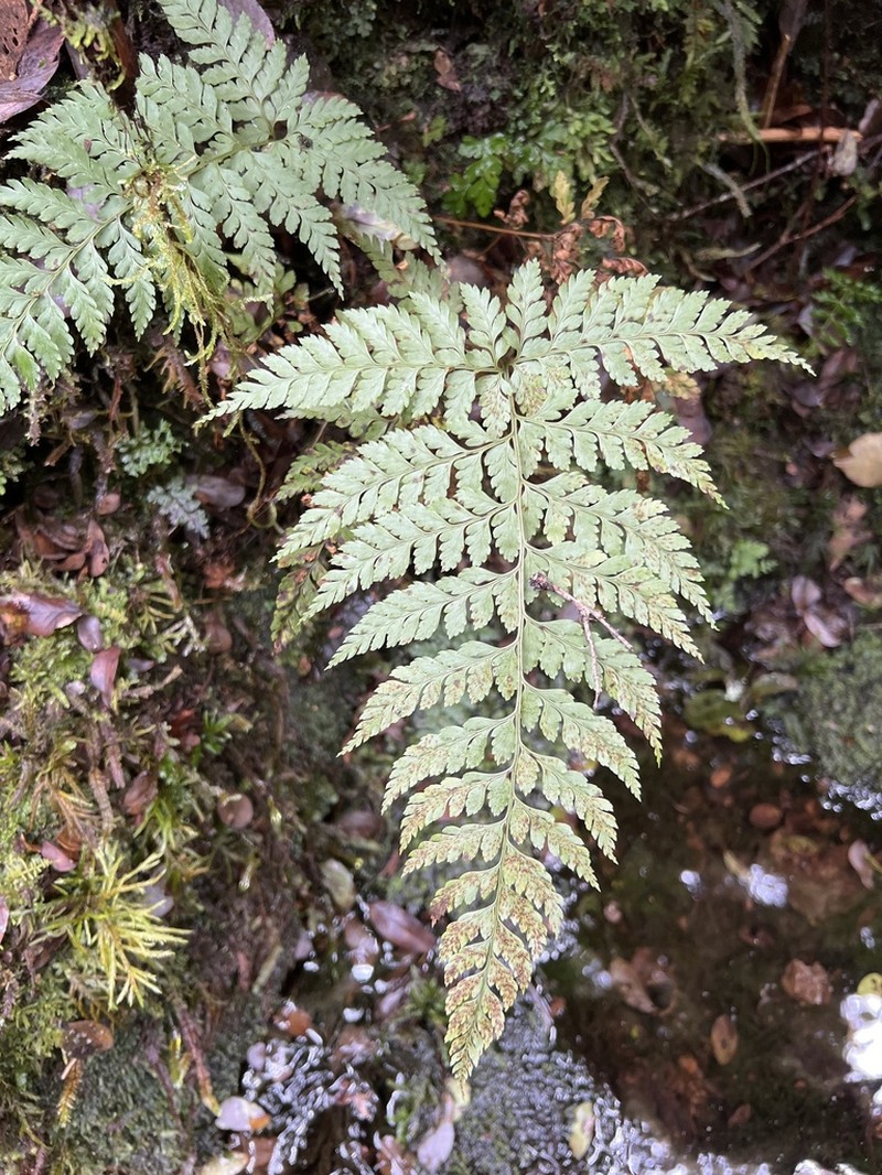 Santa Cruz Island Hollyfern photo 7