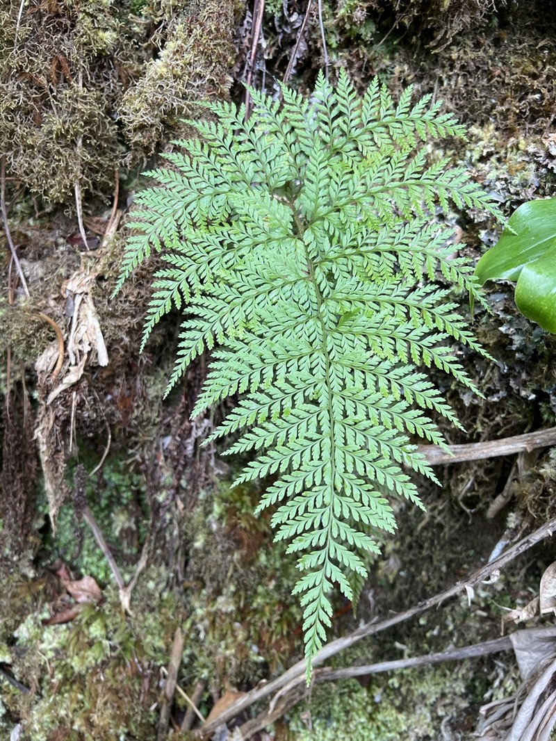 Santa Cruz Island Hollyfern photo 8