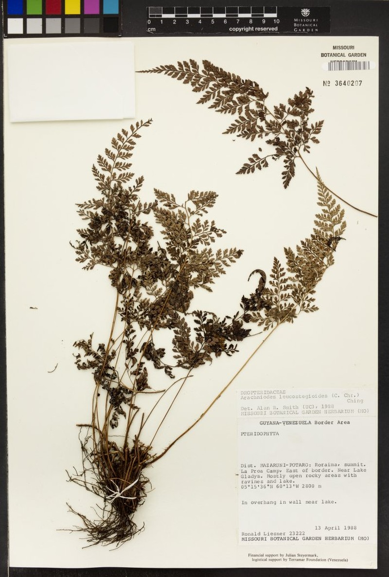 Arachniodes leucostegioides photo 2