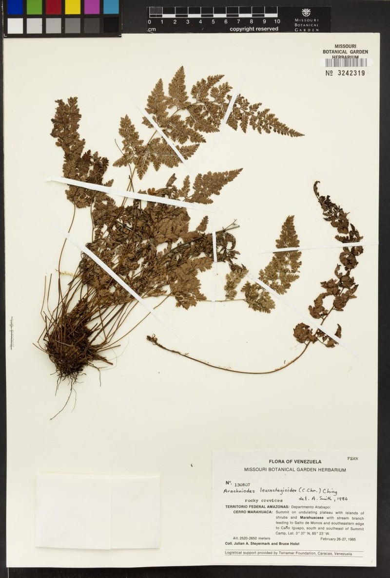 Arachniodes leucostegioides photo 3