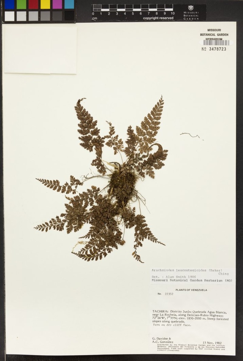 Arachniodes leucostegioides photo 4