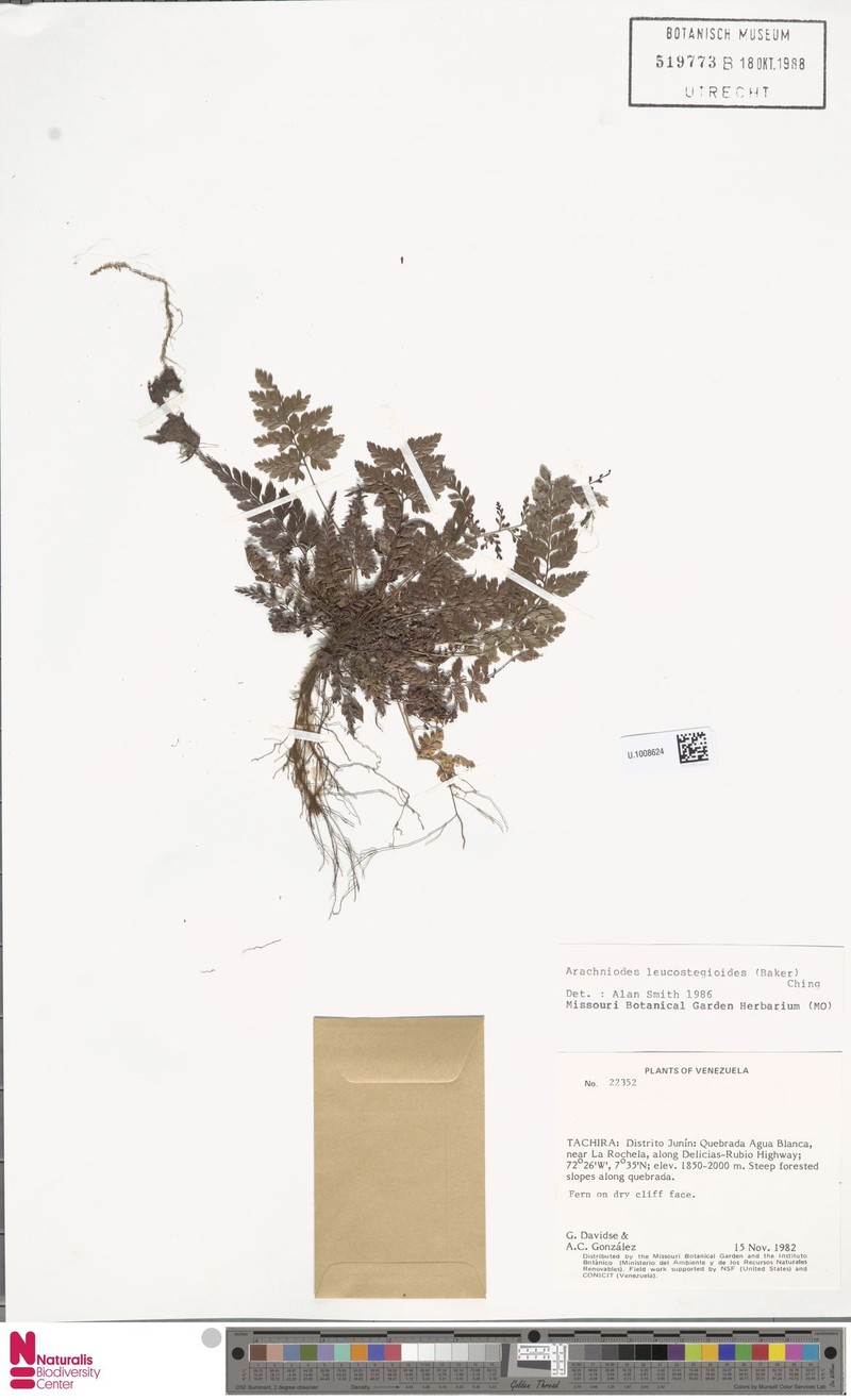 Arachniodes leucostegioides